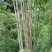 绿竹9~10m