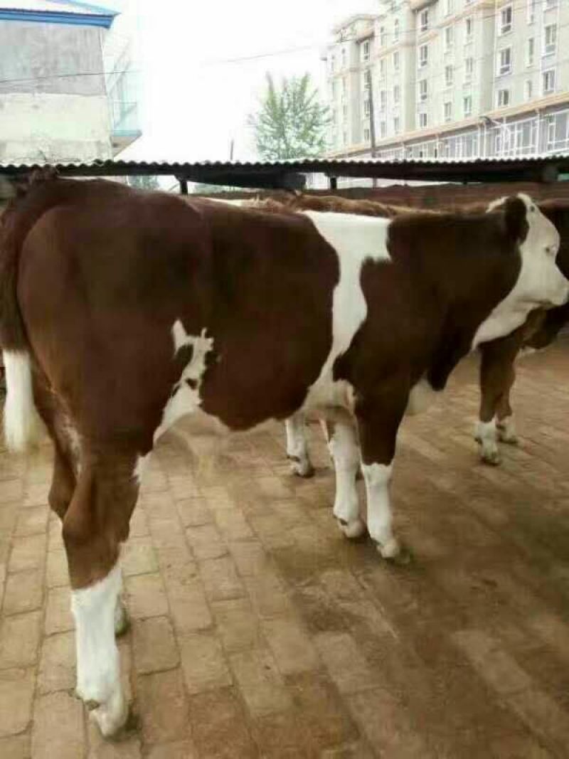 西门塔尔牛犊200~300kg