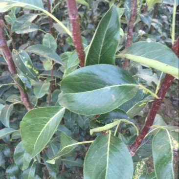 苹果树2cm以下4cm以下1.5~2米