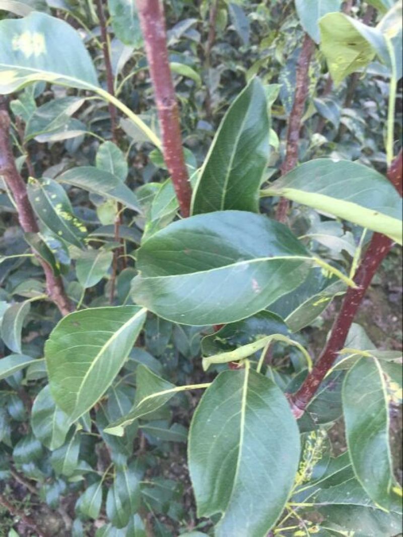 苹果树2cm以下4cm以下1.5~2米