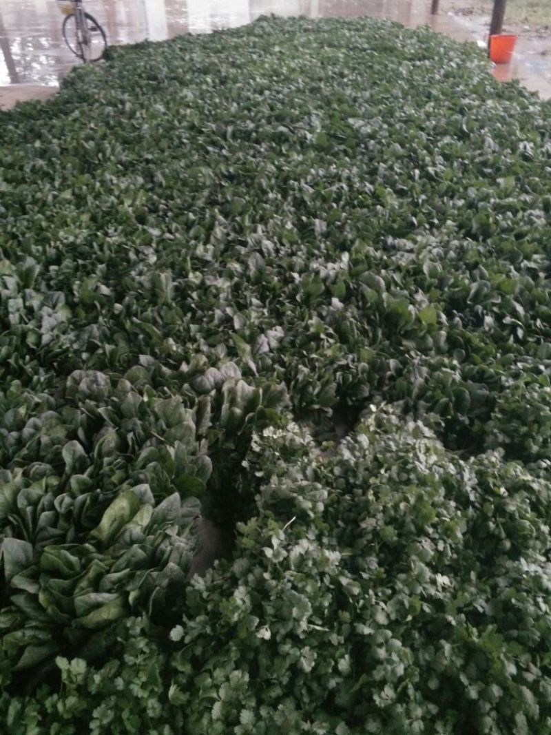 越冬菠菜30~35厘米