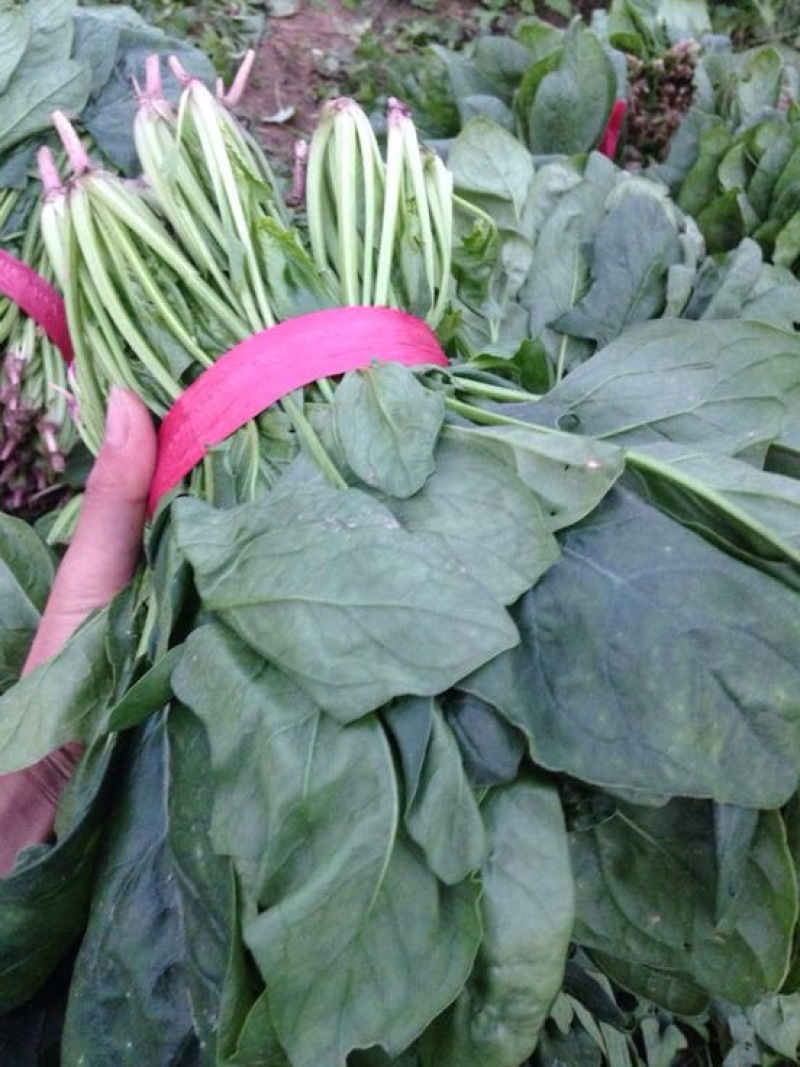 大叶菠菜