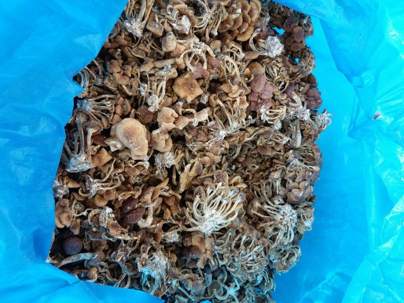 滑子菇干品