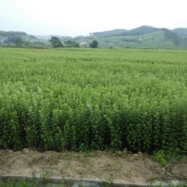 蕲艾大别山李时珍野生艾草艾叶艾灸精油