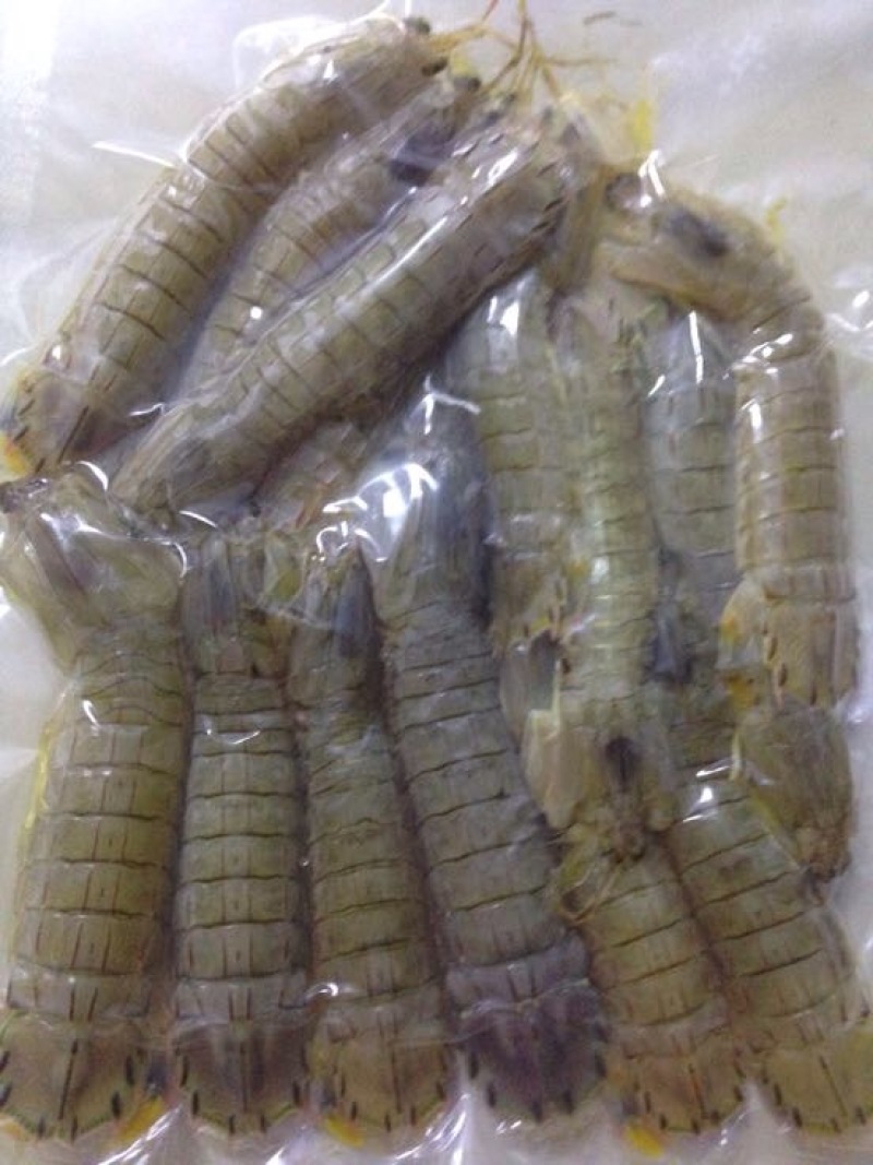 皮皮虾