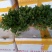大叶菠菜15~20厘米