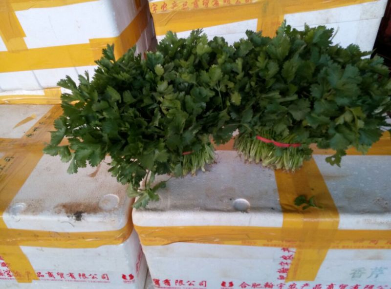 大叶菠菜15~20厘米