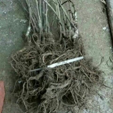 猕猴桃苗0.4~0.6cm35~40cm嫁接苗