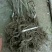 猕猴桃苗0.4~0.6cm35~40cm嫁接苗