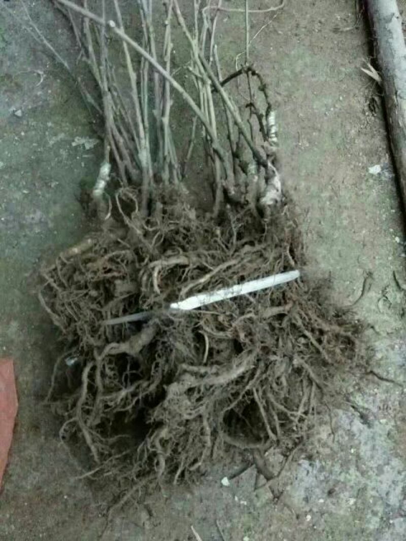 猕猴桃苗0.4~0.6cm35~40cm嫁接苗