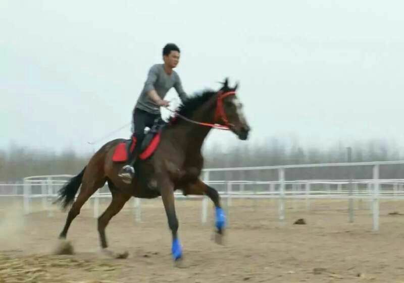 阿拉伯马400~500kg