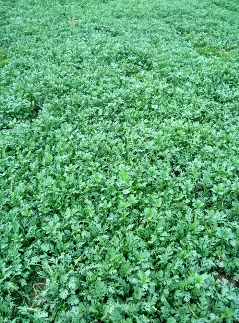 小叶茼蒿15~20cm
