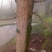 银杏树10~12cm4米以上3米以上