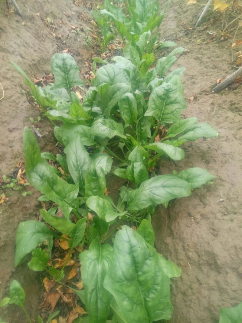 大叶菠菜20~25厘米