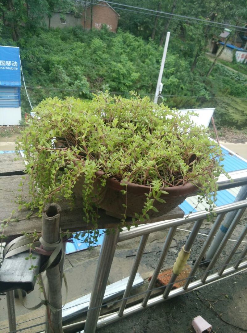 多肉植物不含盆