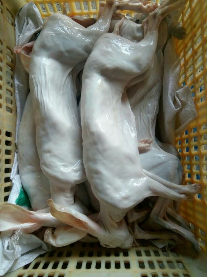 肉兔3~5