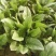 大叶菠菜20~25厘米