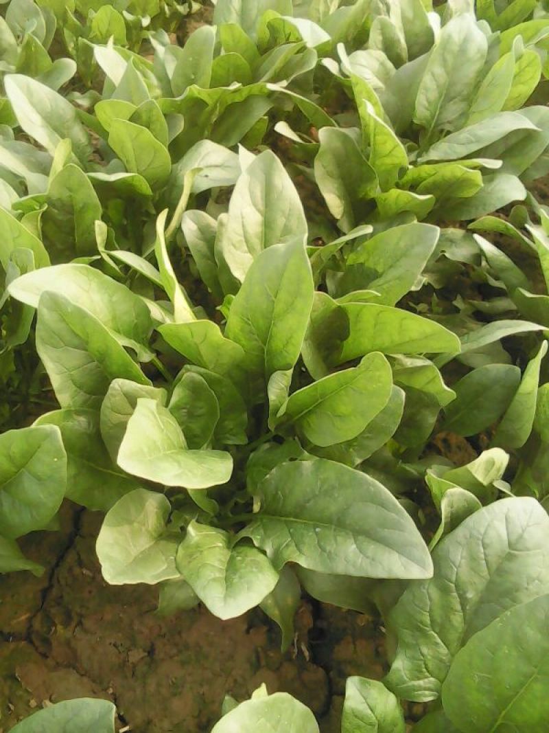 大叶菠菜20~25厘米