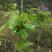 长果桑树苗140cm