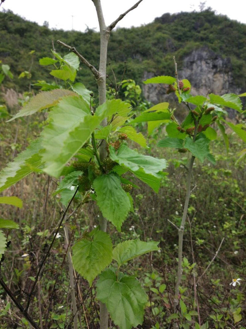 长果桑树苗140cm