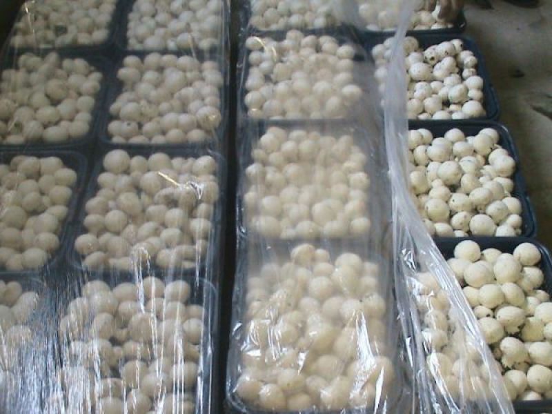 双孢菇一级4cm
