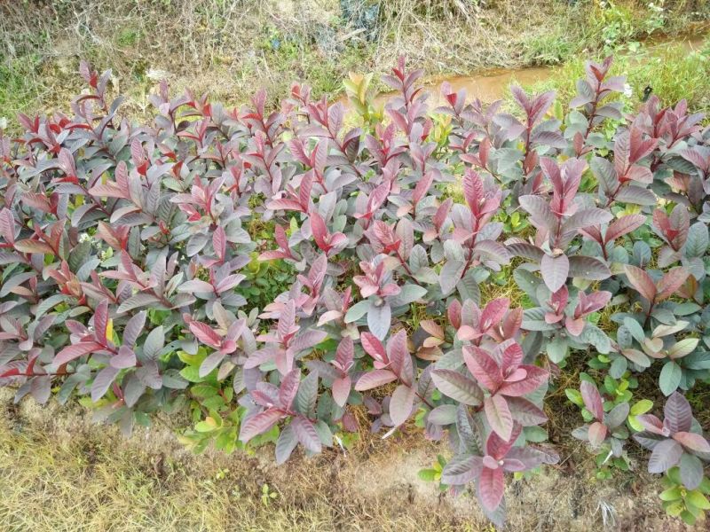 番石榴苗50~80cm