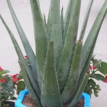 芦荟掌形20cm以上