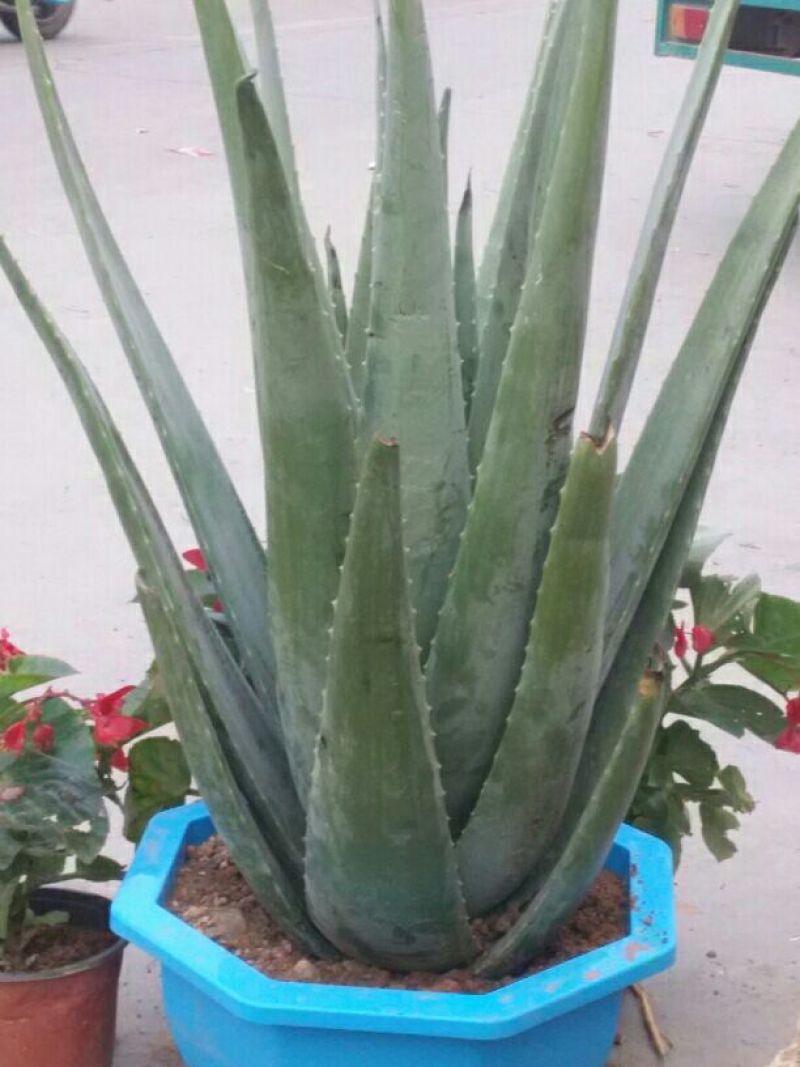 芦荟掌形20cm以上
