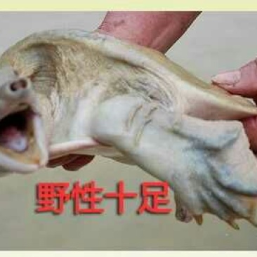 生态甲鱼2.5~3斤