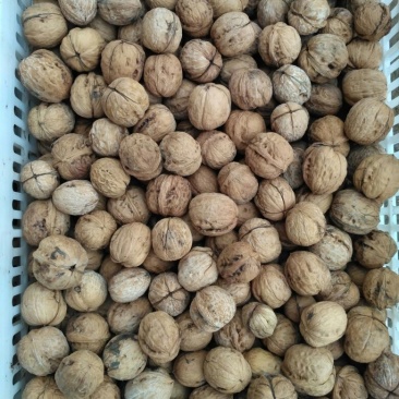 薄皮核桃30mm以上去皮干