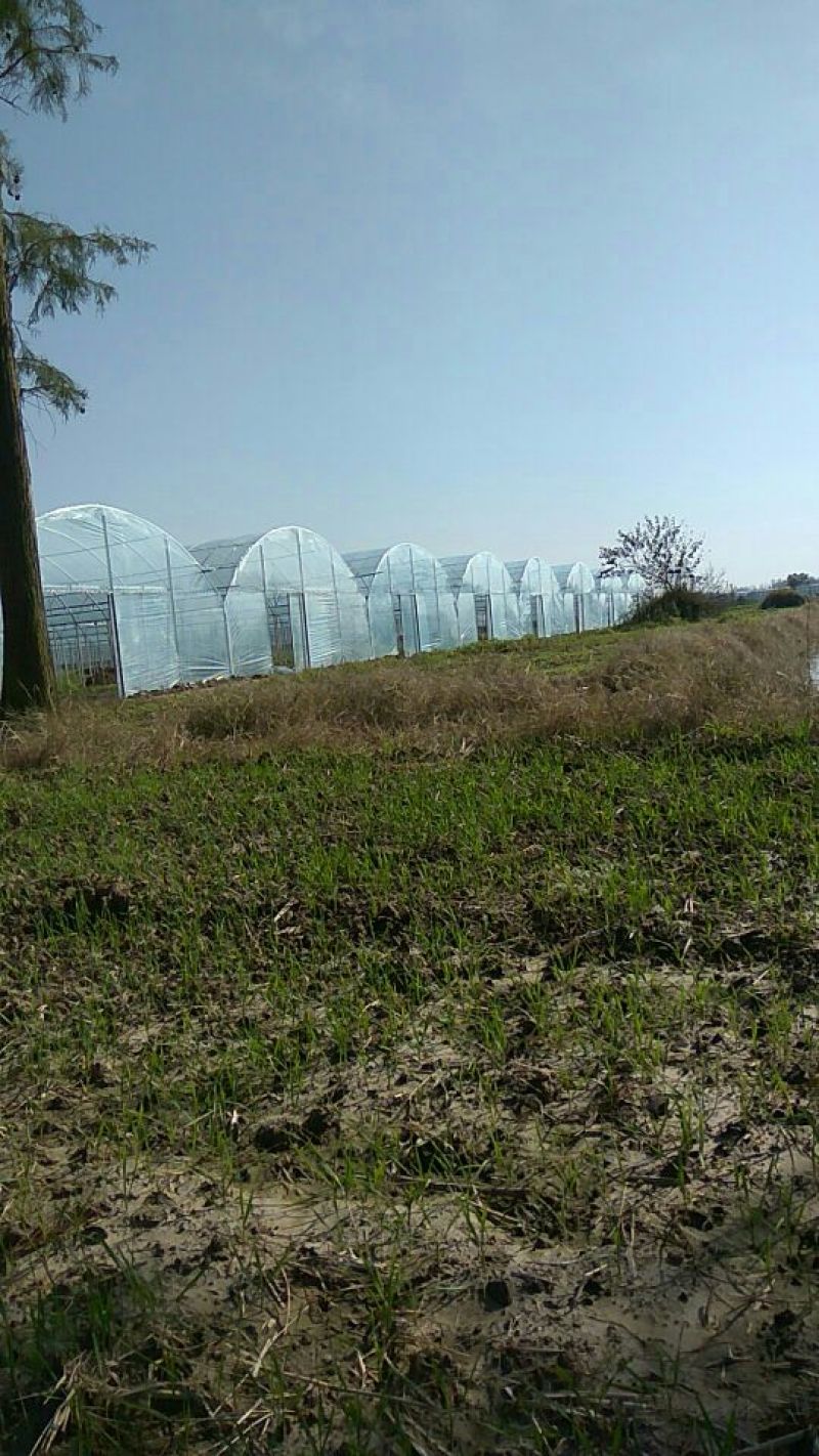 普通大棚冬暖棚椭圆管大棚