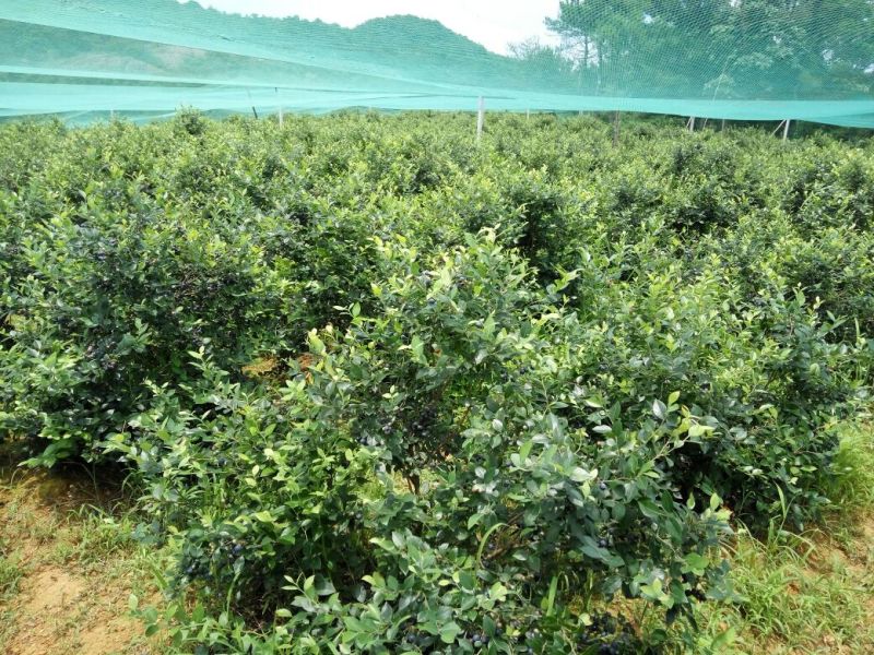 蓝莓8~10mm以上