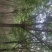 国槐6~8cm10~12cm2~3米