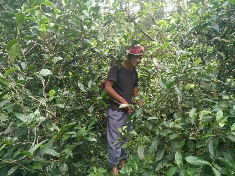 百年大树茶特级