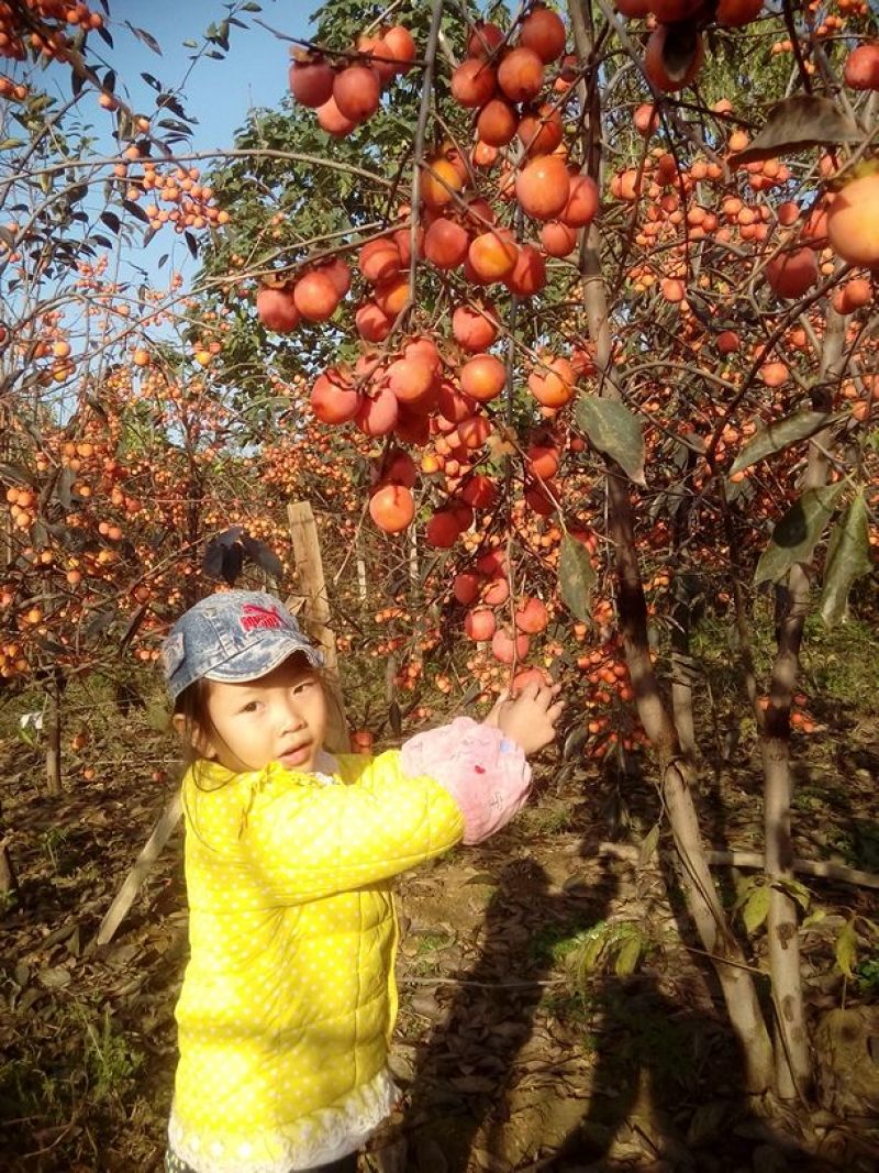 无籽小蜜罐柿子树苗及矮化景观柿子树苗，量大从优