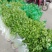 基地直供带泥小香芹菜45cm以上颜色绿嫩，农户地里直供