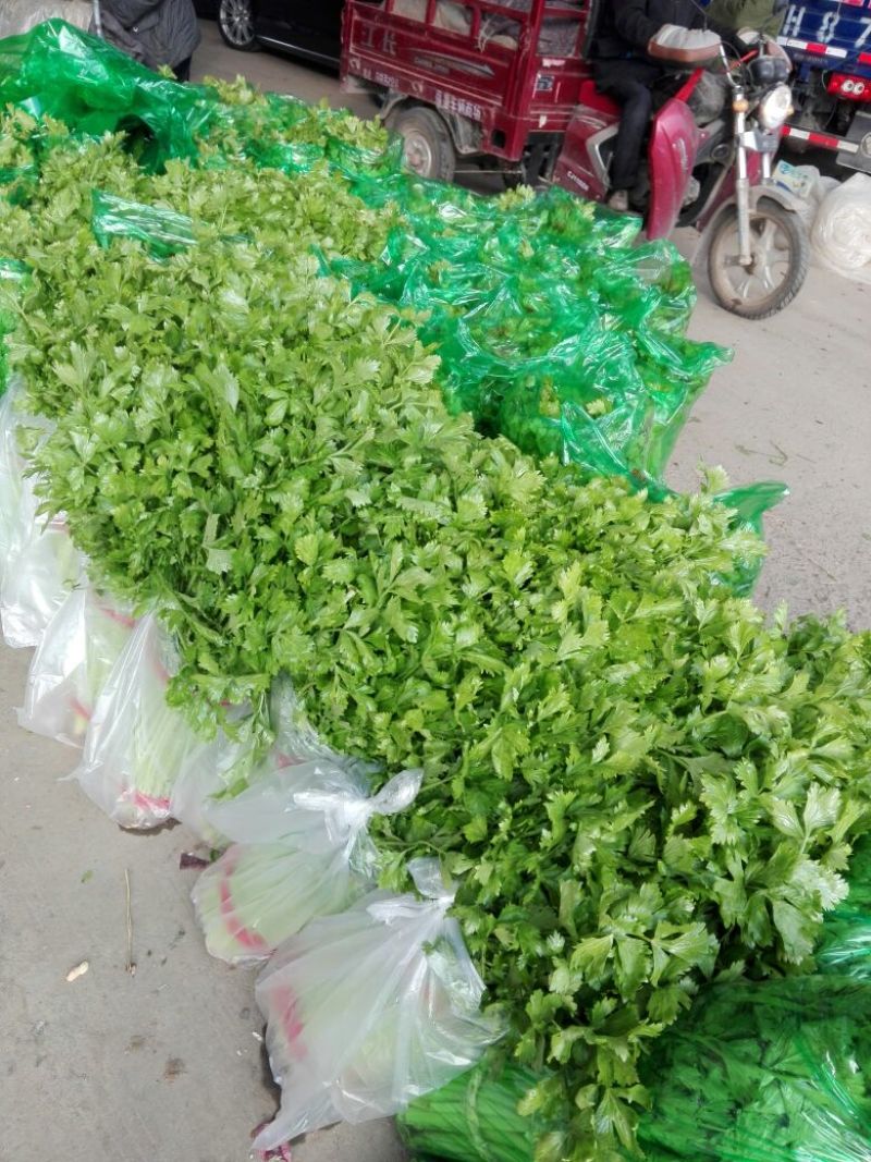 基地直供带泥小香芹菜45cm以上颜色绿嫩，农户地里直供