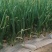 蒜苗50~60cm，货源充足，产地直销欢迎老板进店选购