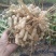 黑花生干货带壳