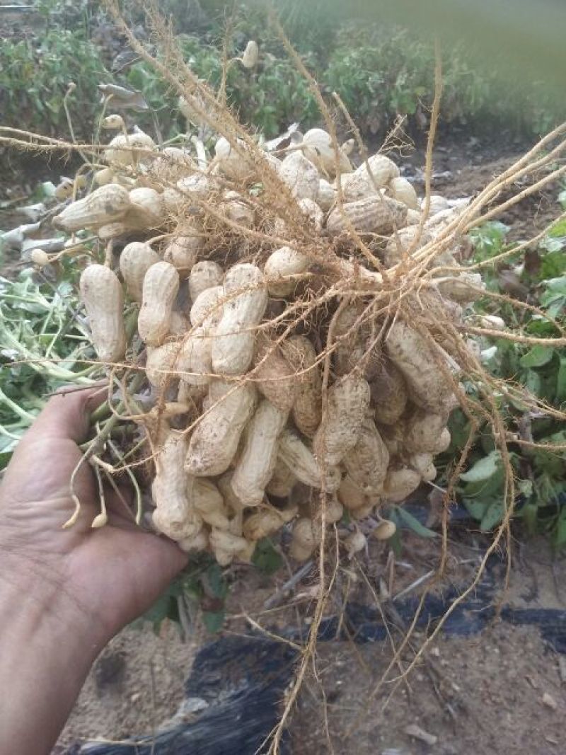 黑花生干货带壳