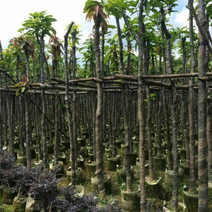 广州市从化七星农产品交易市场芒果苗 1~1.5m