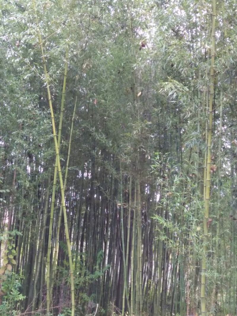 竹子9~10m
