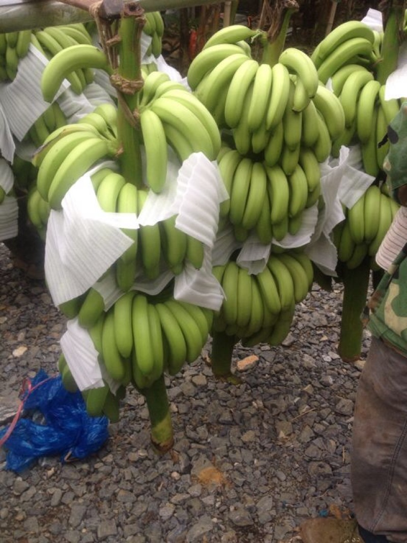威廉斯香蕉