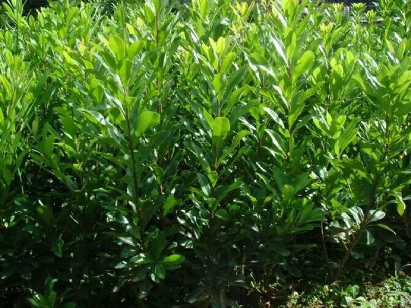正宗东魁杨梅嫁接苗南北方都可以种植成活率好
