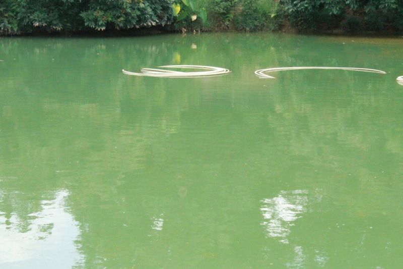 山瑞鳖5斤以上