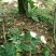 野菊花