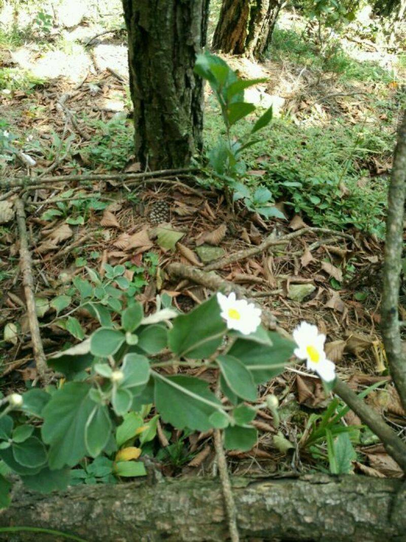 野菊花