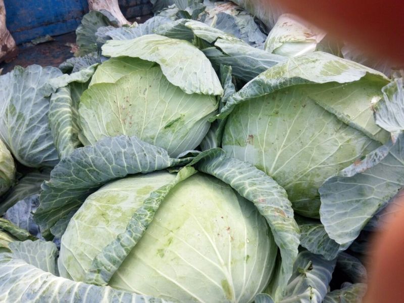 供应山东菏泽京丰甘蓝，包菜，平包供应经纪人一手货源，