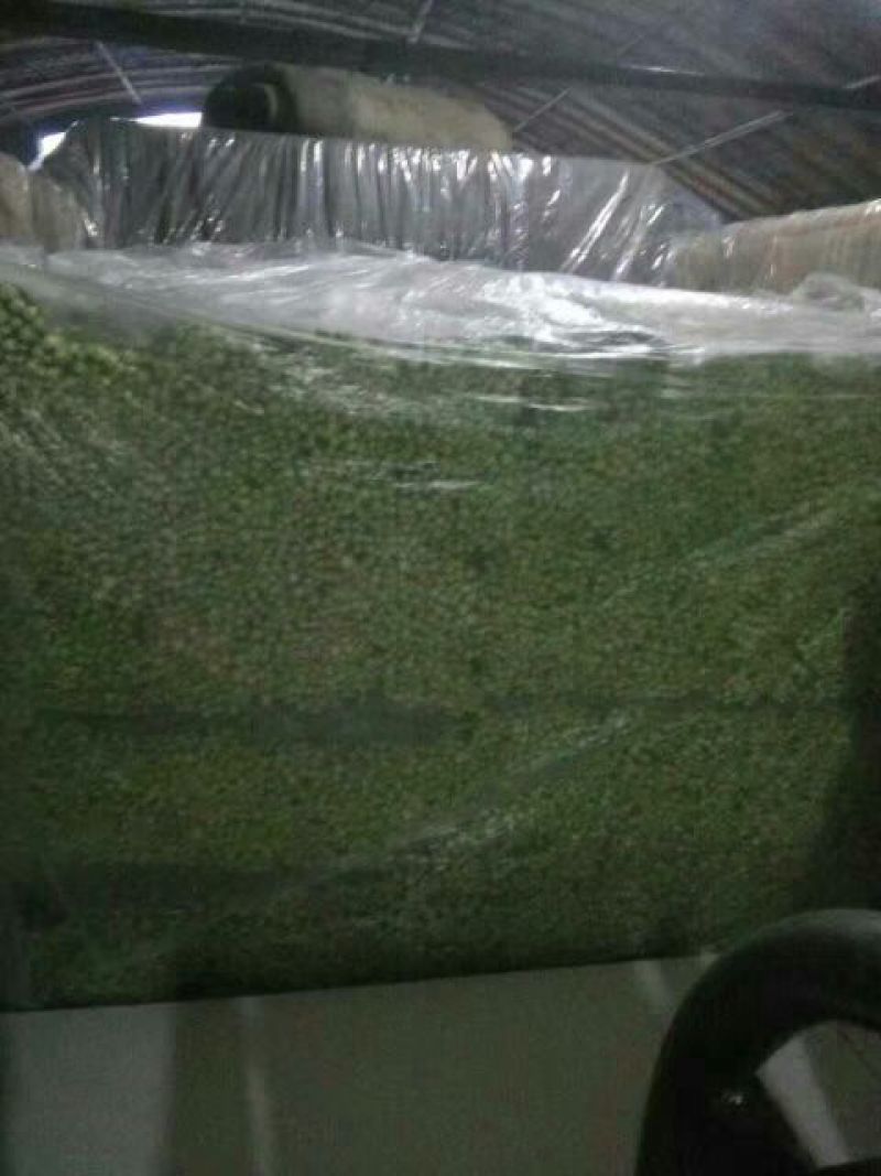 西芹45cm以上