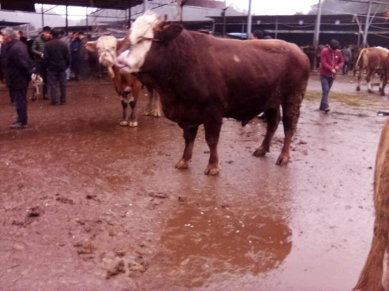 西门塔尔牛犊100~200kg